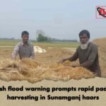 Flash flood warning prompts rapid paddy harvesting in Sunamganj haors