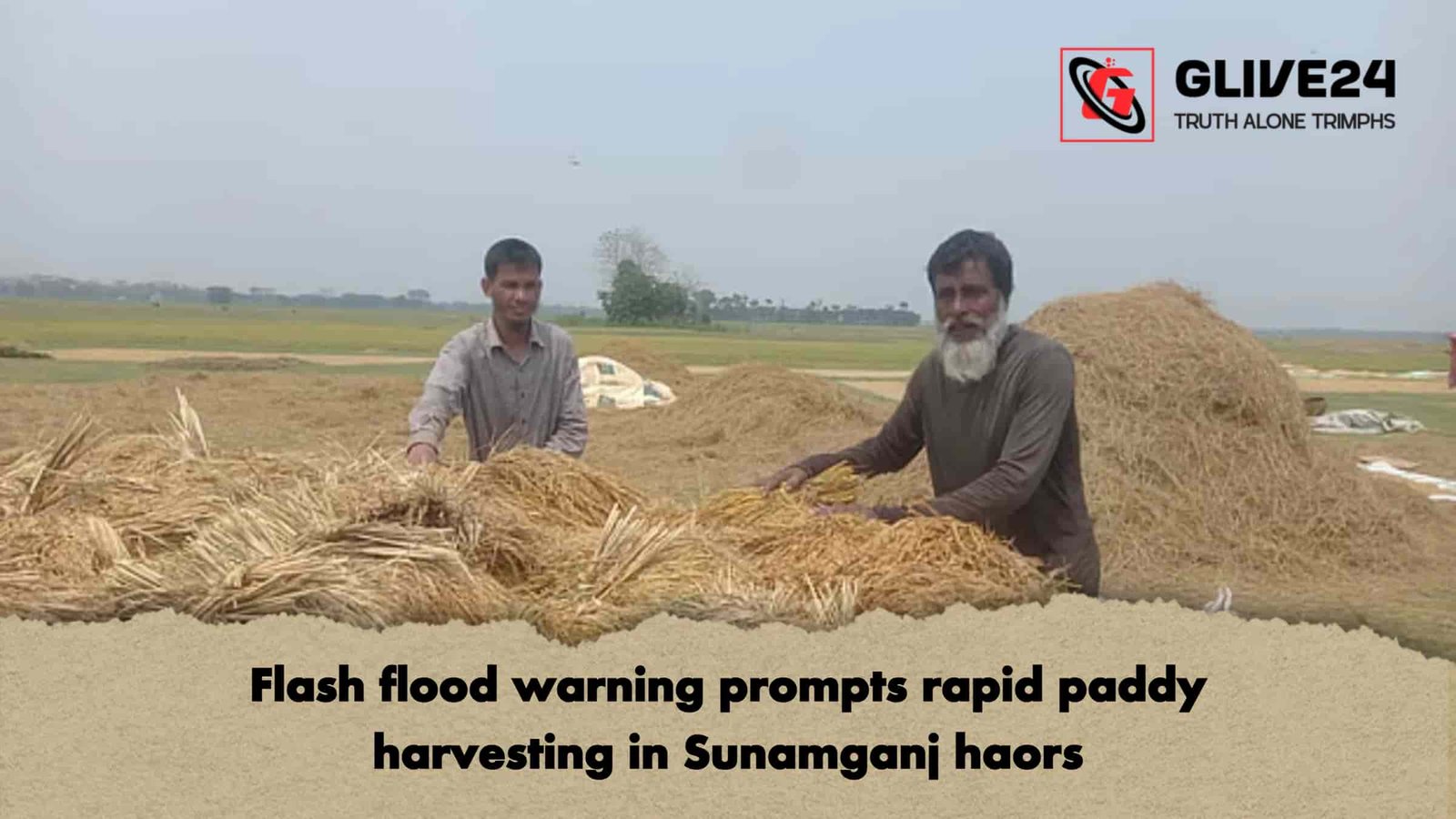Flash flood warning prompts rapid paddy harvesting in Sunamganj haors