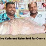 Massive Catla and Rohu Sold for Over a Lakh