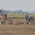 Rising Costs Squeeze Narail Farmers 1 Rising Costs Squeeze Narail Farmers