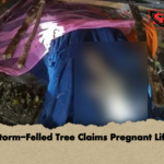 Storm Felled Tree Claims Pregnant Life Storm-Felled Tree Claims Pregnant Life