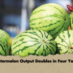 Watermelon Output Doubles in Four Years 2 Watermelon Output Doubles in Four Years