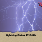 news thumbnail 1777534468237 Lightning Claims 29 Cattle