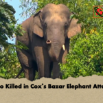 news thumbnail 1777538641848 Two Killed in Cox’s Bazar Elephant Attack