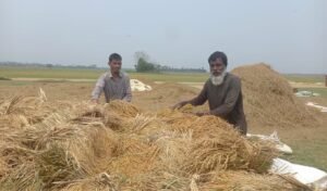 সুনামগঞ্জে বন্যা আতঙ্কে হাওরে দ্রুত ধান কাটছেন কৃষকেরা সুনামগঞ্জে বন্যা আতঙ্কে হাওরে দ্রুত ধান কাটছেন কৃষকেরা