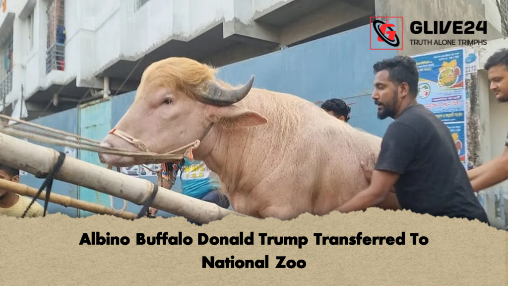Albino Buffalo Donald Trump Transferred To National Zoo 2 Albino Buffalo Donald Trump Transferred To National Zoo