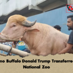 Albino Buffalo Donald Trump Transferred To National Zoo 2 Albino Buffalo Donald Trump Transferred To National Zoo