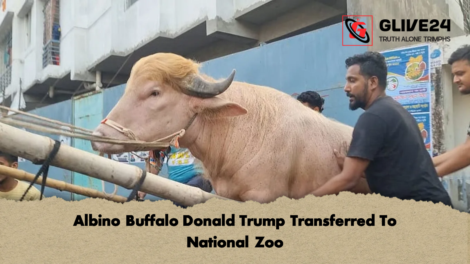 Albino Buffalo Donald Trump Transferred To National Zoo 1 Albino Buffalo Donald Trump Transferred To National Zoo 2 Albino Buffalo Donald Trump Transferred To National Zoo