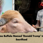 Albino Buffalo Named Donald Trump to be Sacrificed Albino Buffalo Named 'Donald Trump' to be Sacrificed