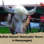 Albino Buffalo Named ‘Netanyahu Draws Crowds in Narayanganj Albino Buffalo Named ‘Netanyahu’ Draws Crowds in Narayanganj