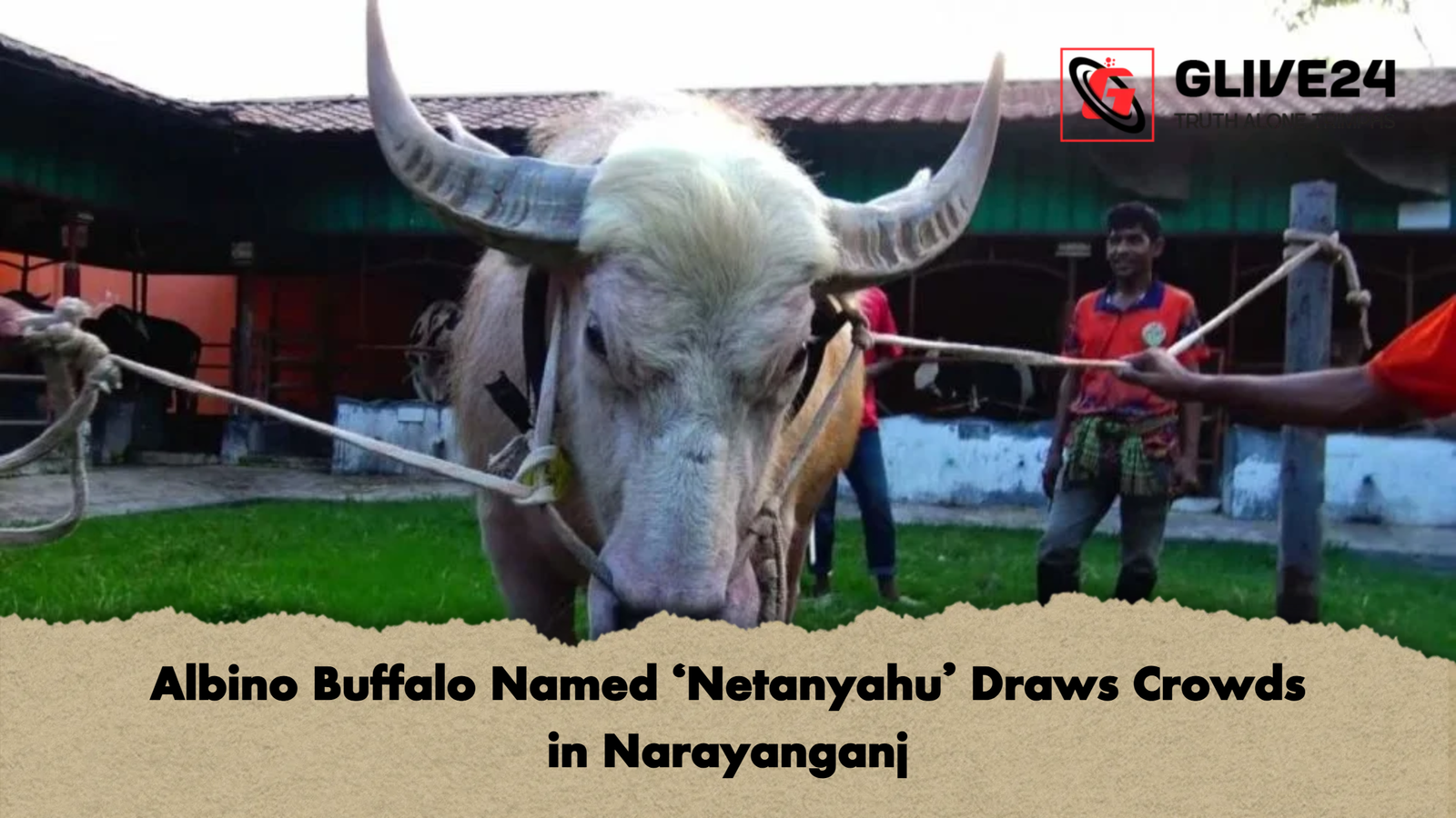 Albino Buffalo Named ‘Netanyahu’ Draws Crowds in Narayanganj 1 Albino Buffalo Named ‘Netanyahu Draws Crowds in Narayanganj Albino Buffalo Named ‘Netanyahu’ Draws Crowds in Narayanganj