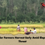 Border Farmers Harvest Early Amid Elephant Threat Border Farmers Harvest Early Amid Elephant Threat