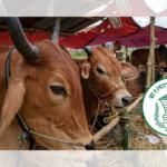 Central Bank Extends Cattle Market Banking Hours Central Bank Extends Cattle Market Banking Hours
