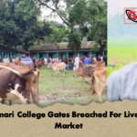 Chhilmari College Gates Breached For Livestock Market 2 Chhilmari College Gates Breached For Livestock Market