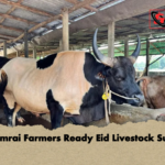 Dhamrai Farmers Ready Eid Livestock Surge Dhamrai Farmers Ready Eid Livestock Surge