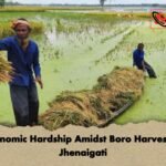 Economic Hardship Amidst Boro Harvest in Jhenaigati