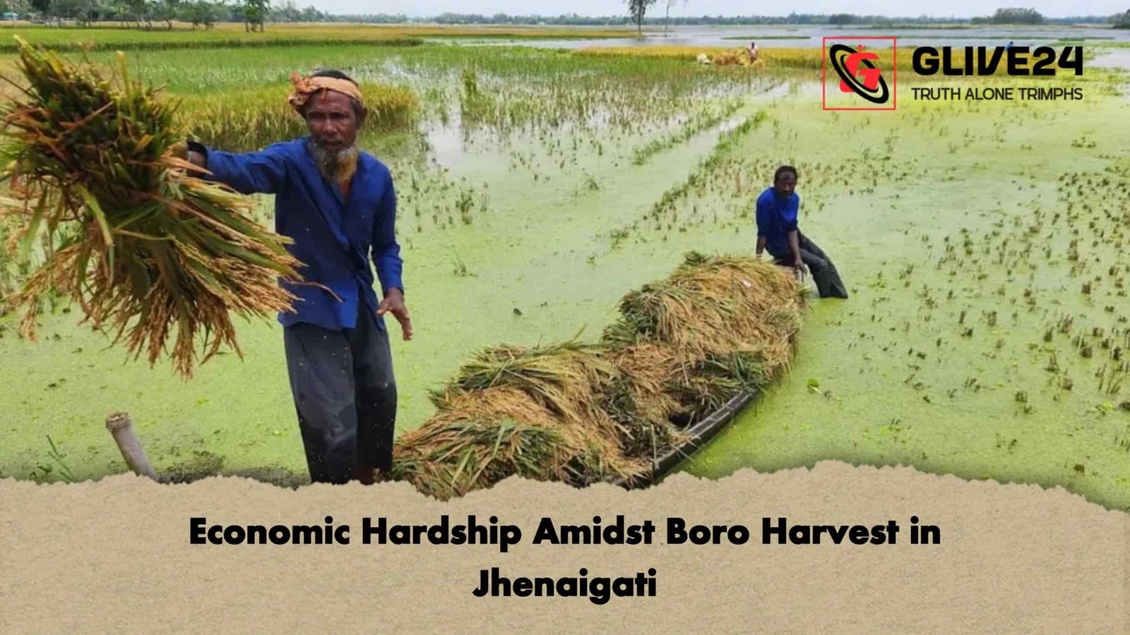 Economic Hardship Amidst Boro Harvest in Jhenaigati