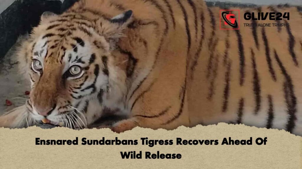 Ensnared Sundarbans Tigress Recovers Ahead Of Wild Release