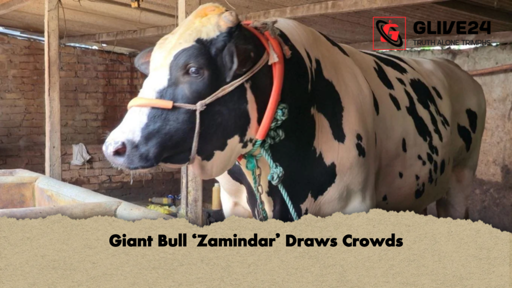 Giant Bull ‘Zamindar Draws Crowds Giant Bull ‘Zamindar’ Draws Crowds