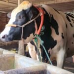 Giant Bull ‘Zamindar Draws Crowds Giant Bull ‘Zamindar’ Draws Crowds