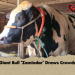 Giant Bull ‘Zamindar Draws Crowds Giant Bull ‘Zamindar’ Draws Crowds