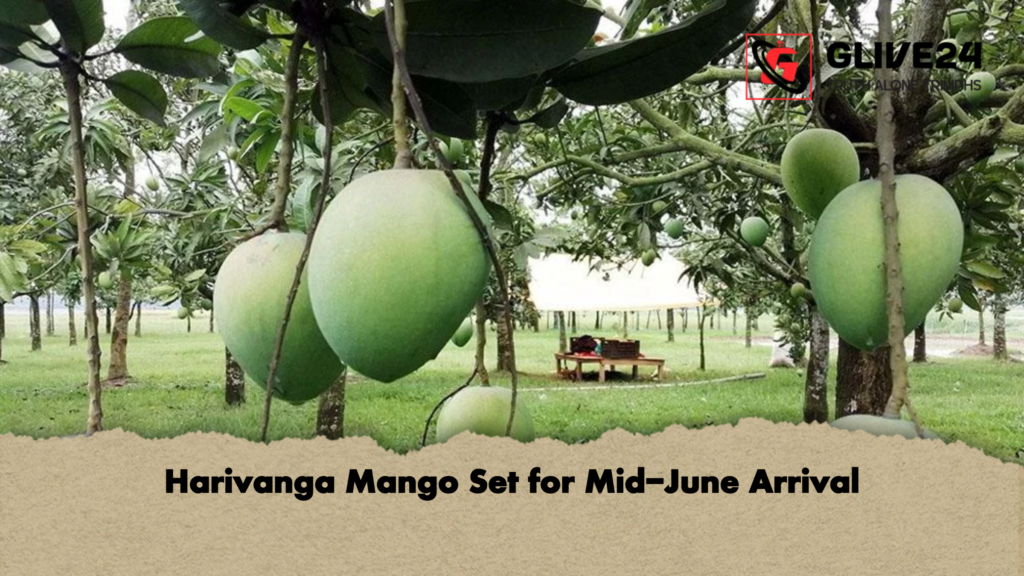 Harivanga Mango Set for Mid-June Arrival 2 Harivanga Mango Set for Mid June Arrival Harivanga Mango Set for Mid-June Arrival