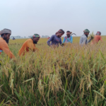 High Labour Costs Versus Low Grain Market Prices High Labour Costs Versus Low Grain Market Prices
