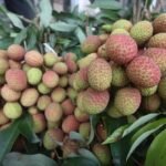 Infant Chokes to Death on Litchi Seed Lychee Seed Chokes Infant Fatality