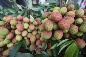 Infant Chokes to Death on Litchi Seed Infant Chokes to Death on Litchi Seed