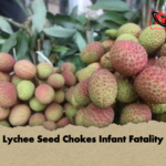 Lychee Seed Chokes Infant Fatality Lychee Seed Chokes Infant Fatality