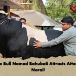 Massive Bull Named Bahubali Attracts Attention in Narail