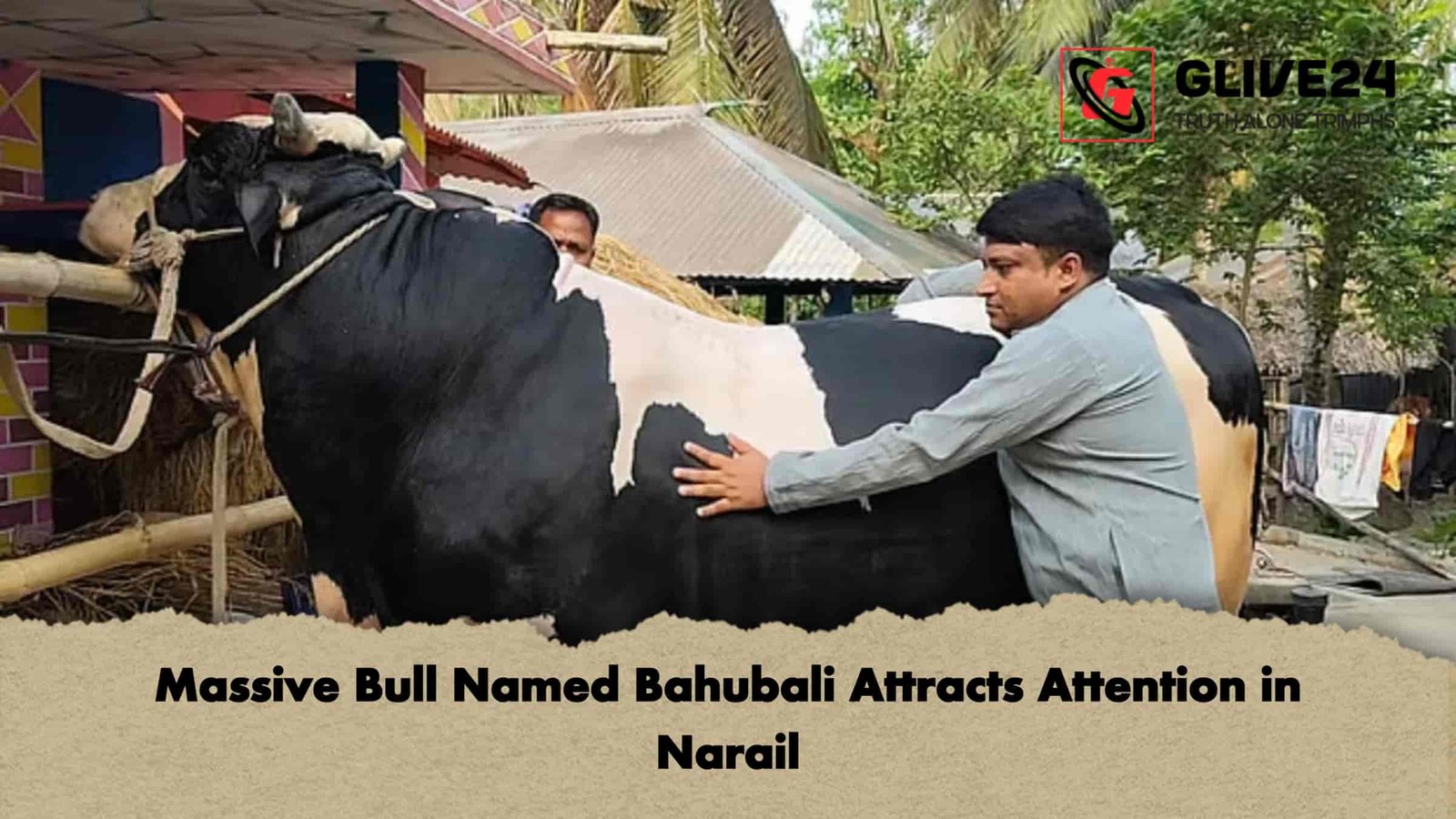 Massive Bull Named Bahubali Attracts Attention in Narail