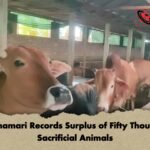 Nilphamari Records Surplus of Fifty Thousand Sacrificial Animals