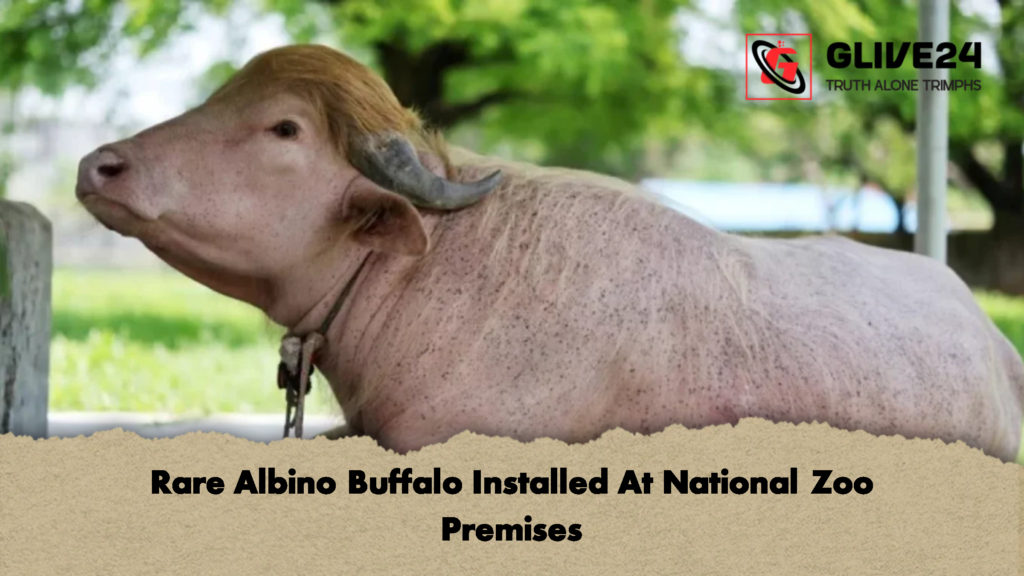 Rare Albino Buffalo Installed At National Zoo Premises 1 Rare Albino Buffalo Installed At National Zoo Premises