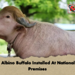 Rare Albino Buffalo Installed At National Zoo Premises 1 Rare Albino Buffalo Installed At National Zoo Premises