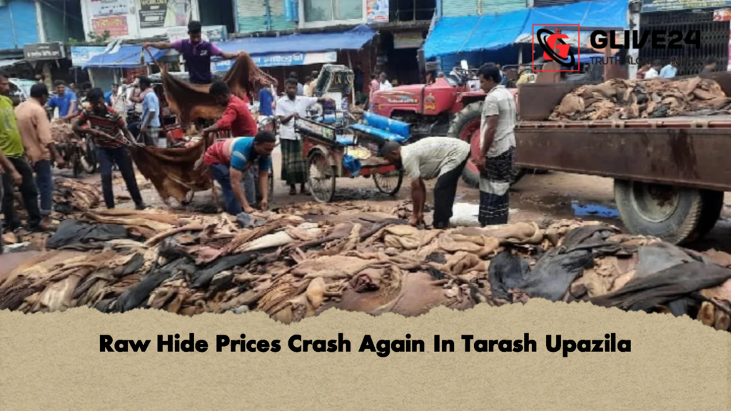 Raw Hide Prices Crash Again In Tarash Upazila 1 Raw Hide Prices Crash Again In Tarash Upazila