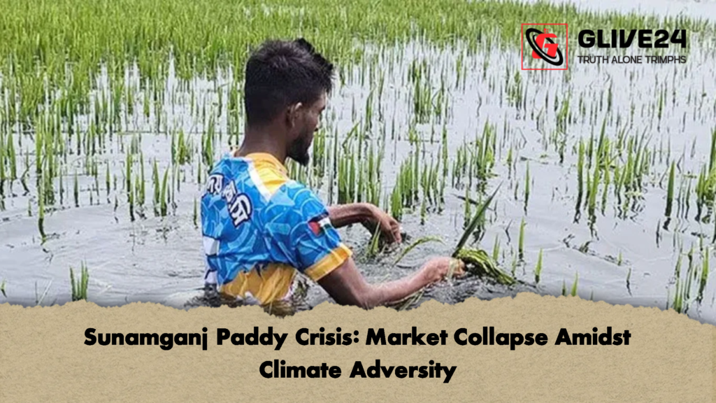 Sunamganj Paddy Crisis: Market Collapse Amidst Climate Adversity 2 Sunamganj Paddy Crisis Market Collapse Amidst Climate Adversity Sunamganj Paddy Crisis: Market Collapse Amidst Climate Adversity