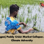 Sunamganj Paddy Crisis Market Collapse Amidst Climate Adversity Sunamganj Paddy Crisis: Market Collapse Amidst Climate Adversity