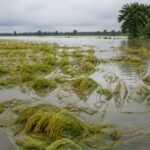 Untitled 64 Agricultural Instability: Why Haor Farmers Remain Uninsured