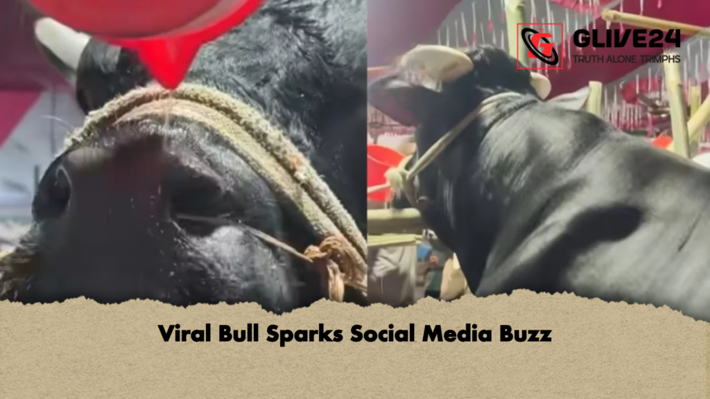 Viral Bull Sparks Social Media Buzz 2 Viral Bull Sparks Social Media Buzz Viral Bull Sparks Social Media Buzz
