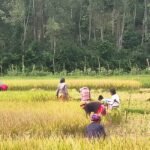 Wild Elephants Prompt Early Harvest Along Sherpur Border Border Farmers Harvest Early Amid Elephant Threat