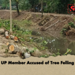 news thumbnail 1777728184935 UP Member Accused of Tree Felling