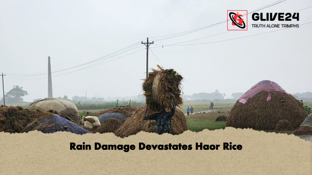 news thumbnail 1777798007985 Rain Damage Devastates Haor Rice