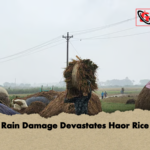 news thumbnail 1777798007985 Rain Damage Devastates Haor Rice