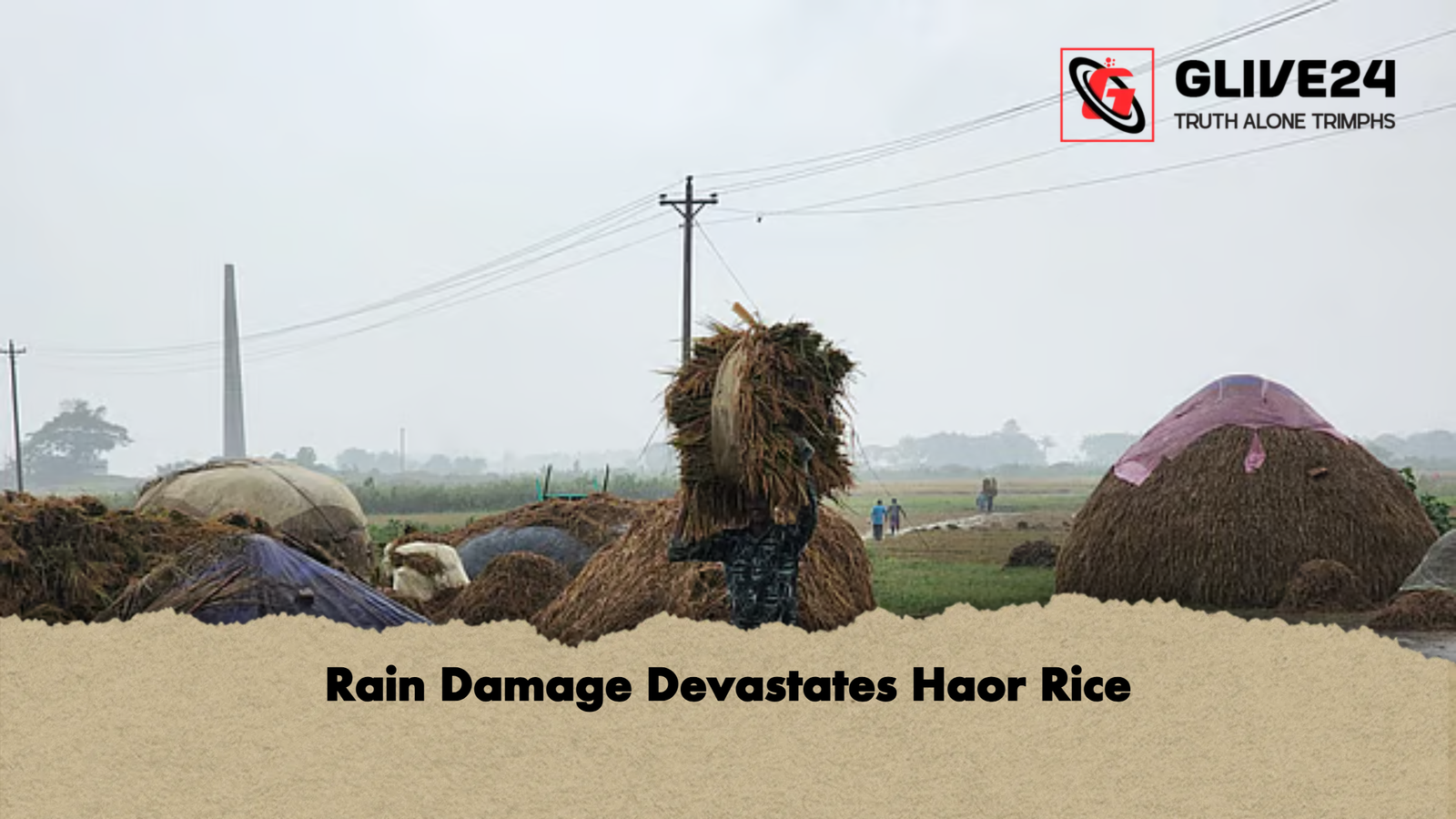 news thumbnail 1777798007985 Rain Damage Devastates Haor Rice