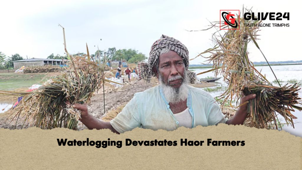 Waterlogging Devastates Haor Farmers 2 news thumbnail 1777882467531 Waterlogging Devastates Haor Farmers