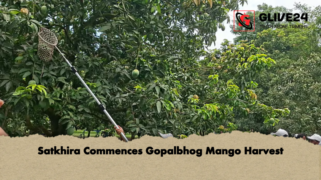 Satkhira Commences Gopalbhog Mango Harvest 2 news thumbnail 1777972653385 Satkhira Commences Gopalbhog Mango Harvest