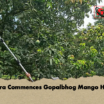 news thumbnail 1777972653385 Satkhira Commences Gopalbhog Mango Harvest