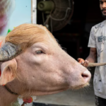 নারায়ণগঞ্জে কোরবানির পশুর হাটে আলোচিত ‘ডোনাল্ড ট্রাম্প Albino Buffalo Named 'Donald Trump' to be Sacrificed