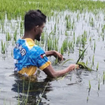 সুনামগঞ্জে ধান সংগ্রহে প্রতিকূলতা সরকারি মূল্য ও প্রান্তিক কৃষকের প্রকৃত সংকট Sunamganj Paddy Crisis: Market Collapse Amidst Climate Adversity